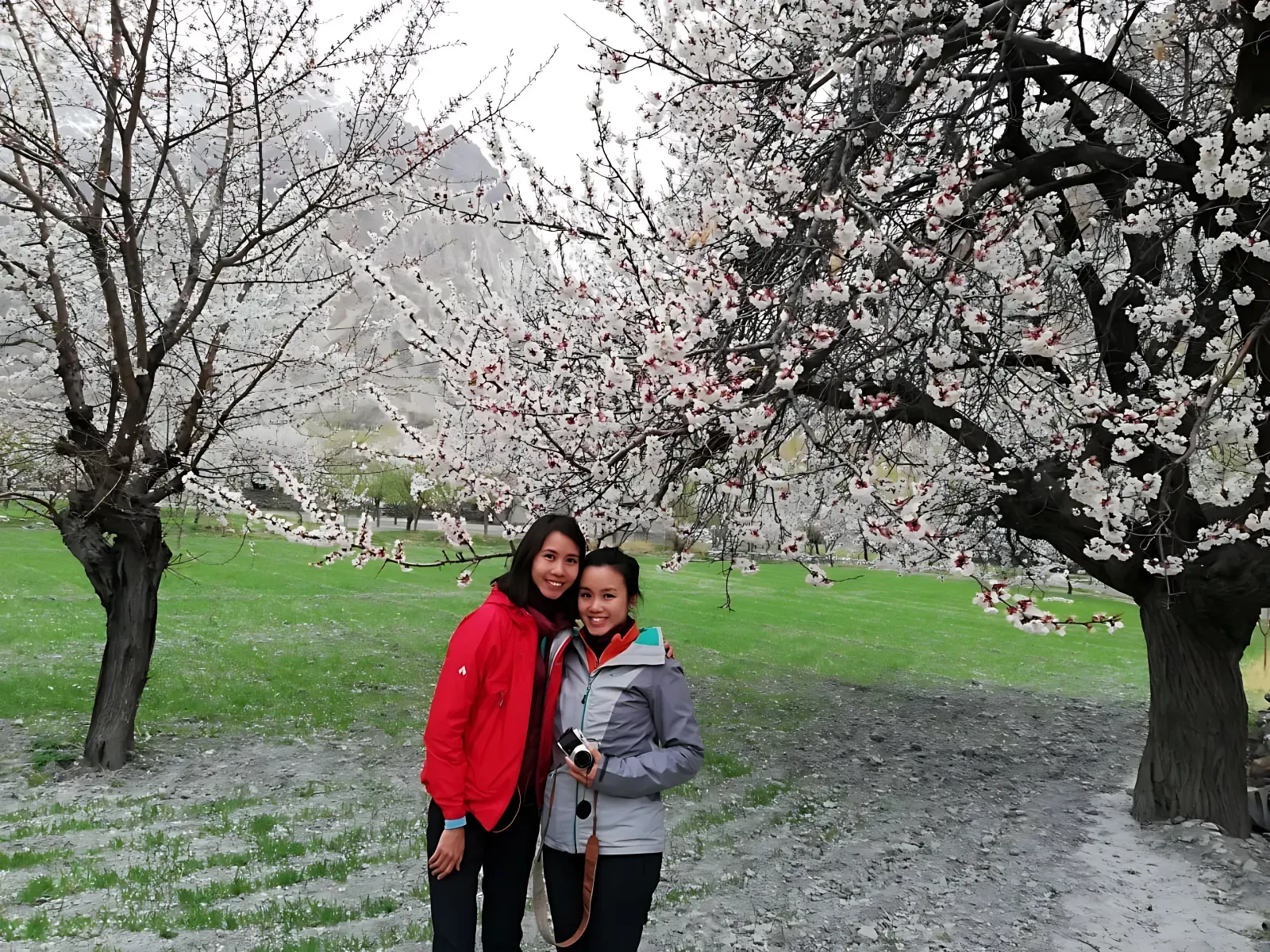 Hunza Apricot & Cherry Blossom Tour