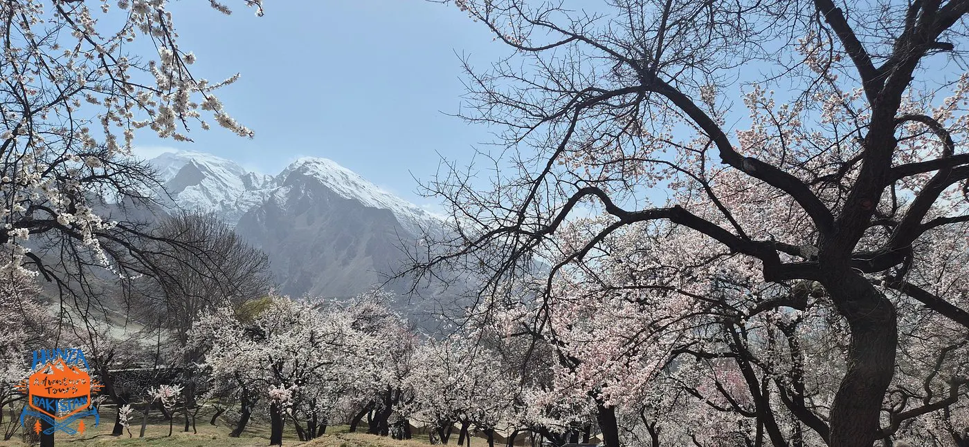 apricot blossom