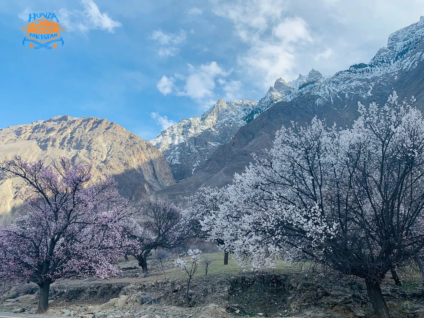 blossom appearing in