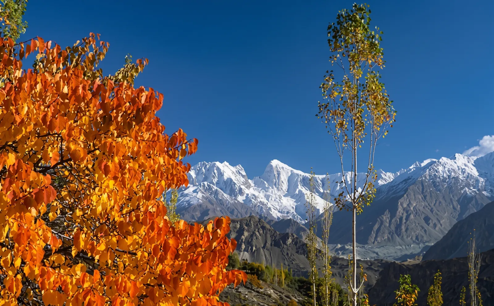 Passu Cones in Autumn