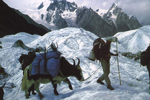 Batura Glacier Traditional Yak Safari