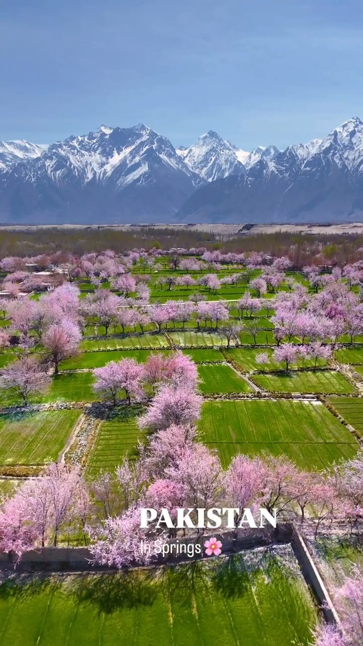 Hunza Spring Blossom Wonderland