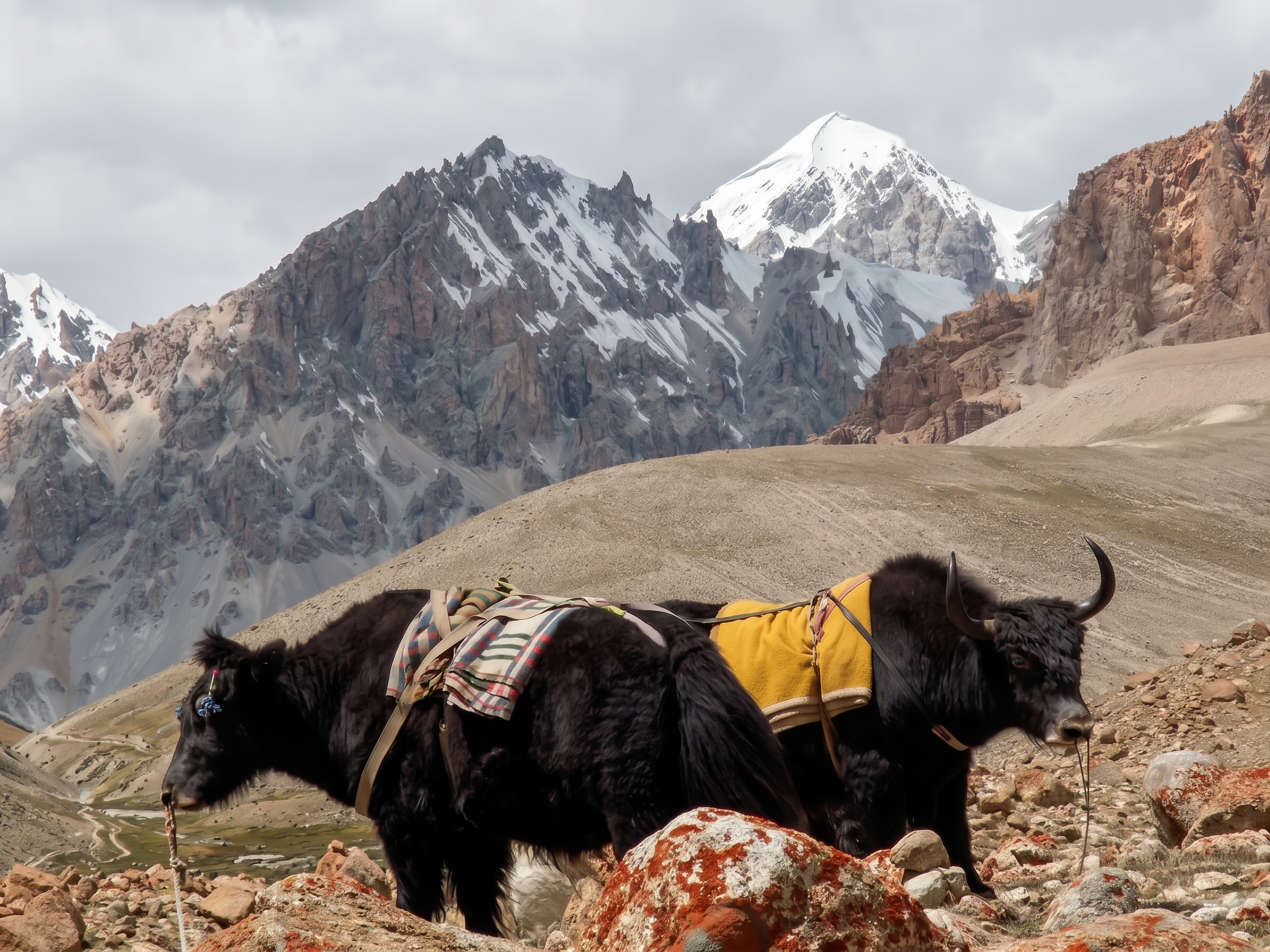 yak batura passu