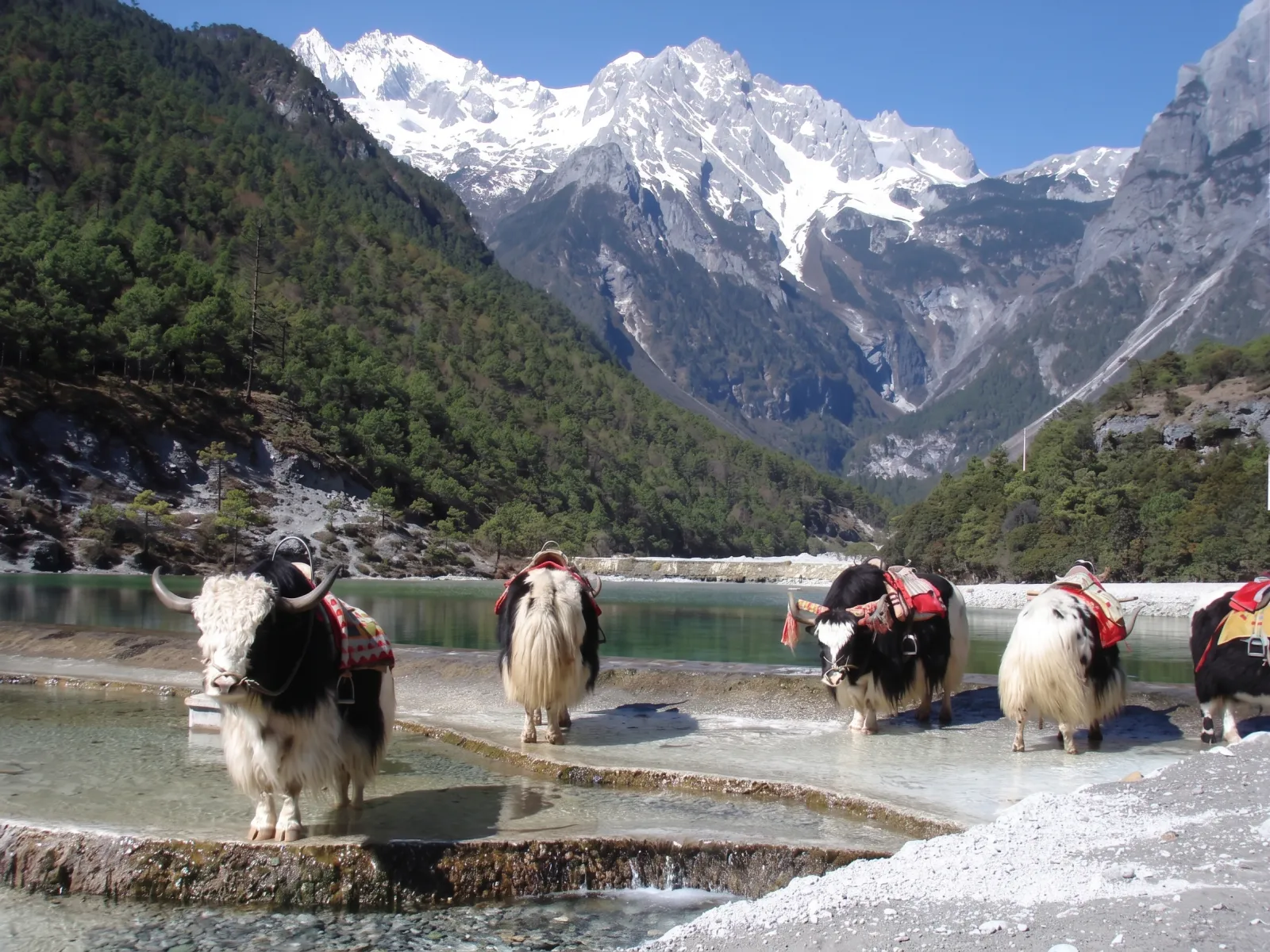 Yak Caravan to the Pamir Plateau (Shimshal)