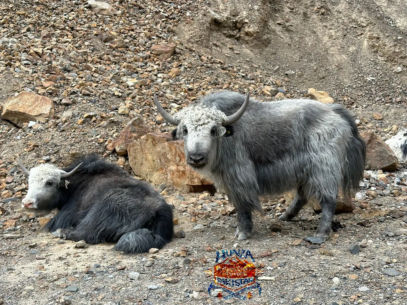 Indigenous Livestock & High Altitude Pastoralism